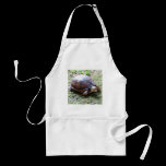 Box Turtle - Mossy Path aprons