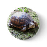 Box Turtle - Mossy Path Button