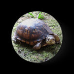 Box Turtle - Mossy Path buttons