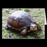 Box Turtle - Mossy Path cards