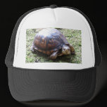 Box Turtle - Mossy Path hats