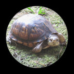 Box Turtle - Mossy Path magnets