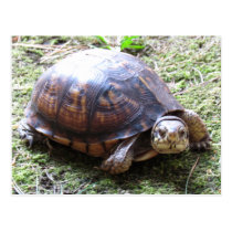 Box Turtle - Mossy Path postcards