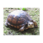 Box Turtle - Mossy Path Postcard