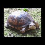 Box Turtle - Mossy Path postcards