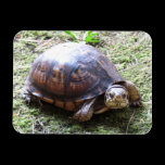 Box Turtle - Mossy Path magnets