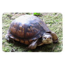 Box Turtle - Mossy Path magnets