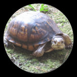 Box Turtle - Mossy Path stickers
