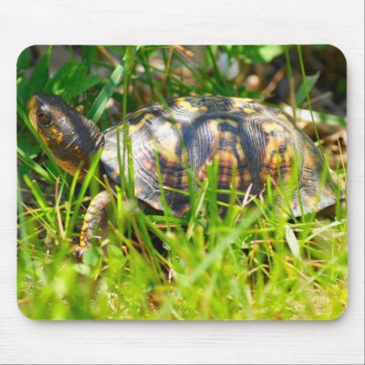Box Turtle Mousepad by SuRi_Photography
