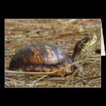 Box Turtle - Neck Out cards
