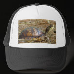 Box Turtle - Neck Out hats