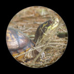 Box Turtle - Neck Out magnets