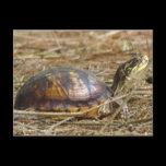 Box Turtle - Neck Out postcards