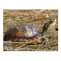 Box Turtle - Neck Out Postcards
