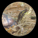 Box Turtle - Neck Out stickers