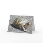 Box Turtle Note Card