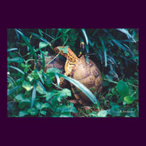 Box Turtle Pair posters by naturegirl7 Box Turtle Pair posters