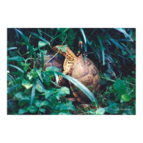 Box Turtle Pair posters by naturegirl7 Box Turtle Pair posters