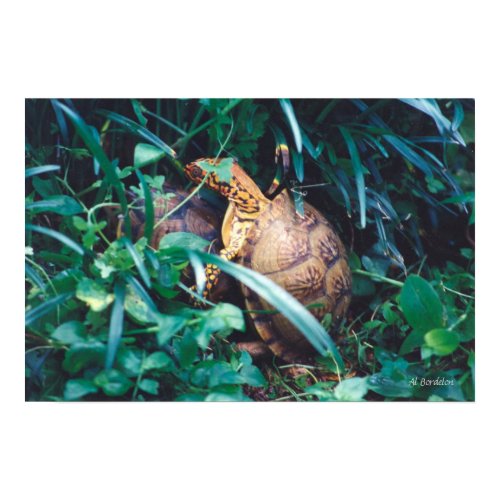 Box Turtle Pair print