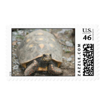 Box Turtle Postage Stamp