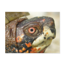 Box Turtle postcard.