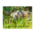 Box Turtle Postcard