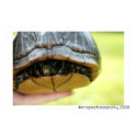 box turtle posters by reaganphotography box turtle posters