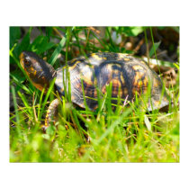 Box Turtle Print by SuRi_Photography Box Turtle Print