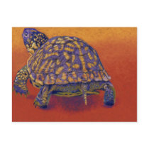 Box Turtle, tortoise Post Card