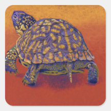 Box Turtle, tortoise Square Stickers