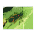 Boxelder Bug Postcards