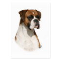 Boxer 9Y349D-079 business cards