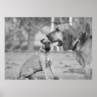 Boxer and bloodhound poster print