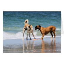 Boxer and Pal - Was that a Dolphin? Cards