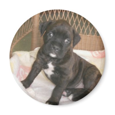 Boxer Baby! Magnet by jsmullen