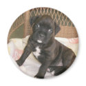 Boxer Baby! magnets by jsmullen Boxer Baby! magnets