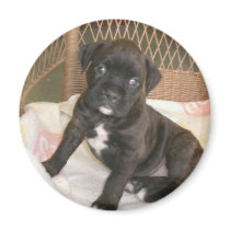Boxer Baby! magnets by jsmullen Boxer Baby! magnets