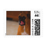 boxer cute stamp