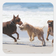 Boxer Doberman - Play Date at the Beach Sticker