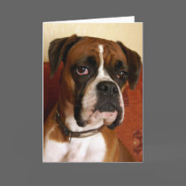 Boxer Dog