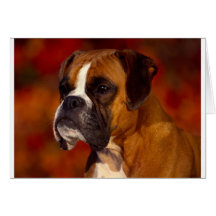 Boxer dog card