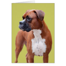Boxer dog cards