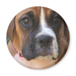 Boxer Dog Design Magnet magnets
