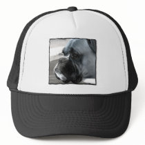 Boxer  dog head study hat