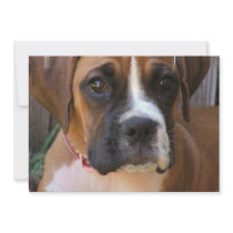Boxer Dog Invitation