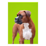Boxer dog invitation
