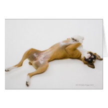 Boxer dog laying on her back on the floor card