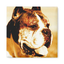 Boxer Dog Portrait magnet