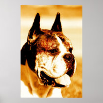 Boxer Dog Portrait poster