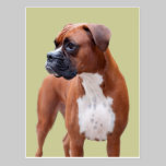 Boxer dog postcards